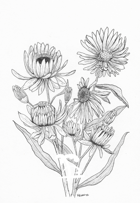 Pen and Ink Flower Prints